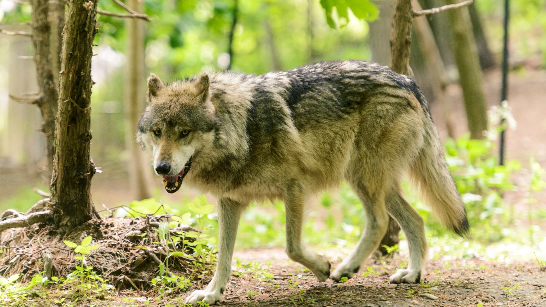 Lobo gris de pie entre la vegetación en primavera