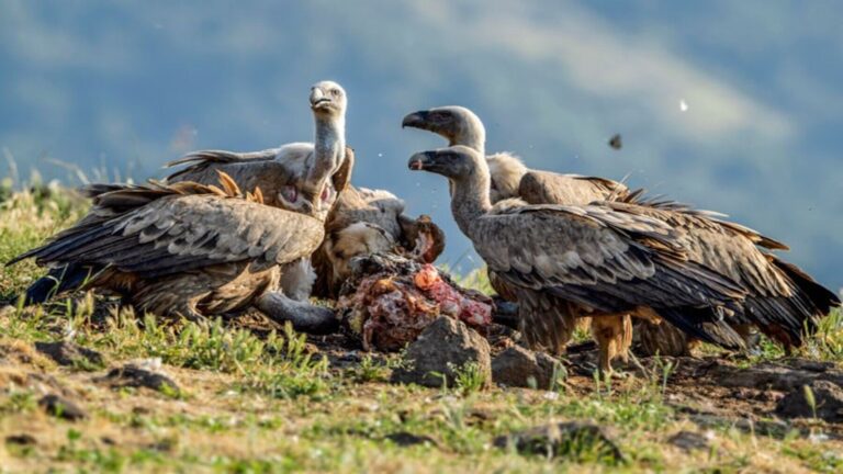 El Día Internacional del Buitre 2026 alerta del peligro que amenaza a los sanitarios naturales de los ecosistemas