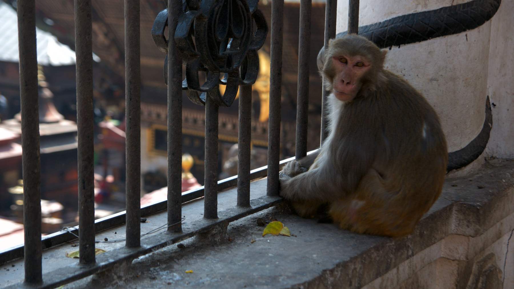 Un macaco rhesus sentado junto a una barandilla en Nepal