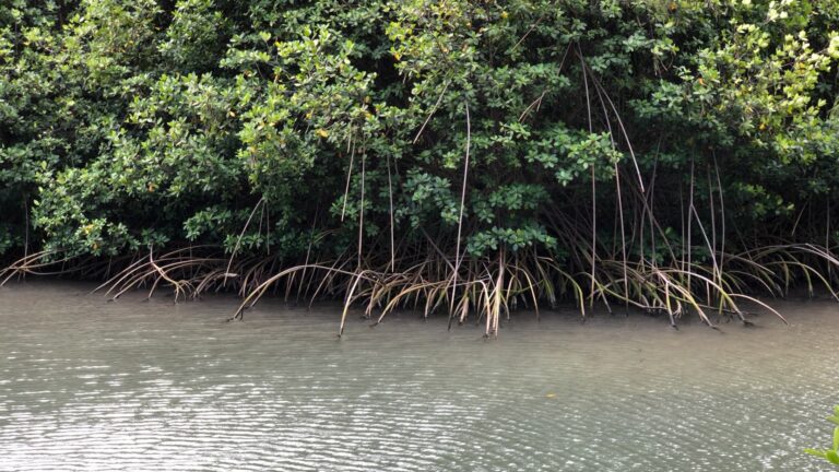 Manglares de mangle rojo con raíces aéreas en la orilla de un estanque en Oahu, Hawái