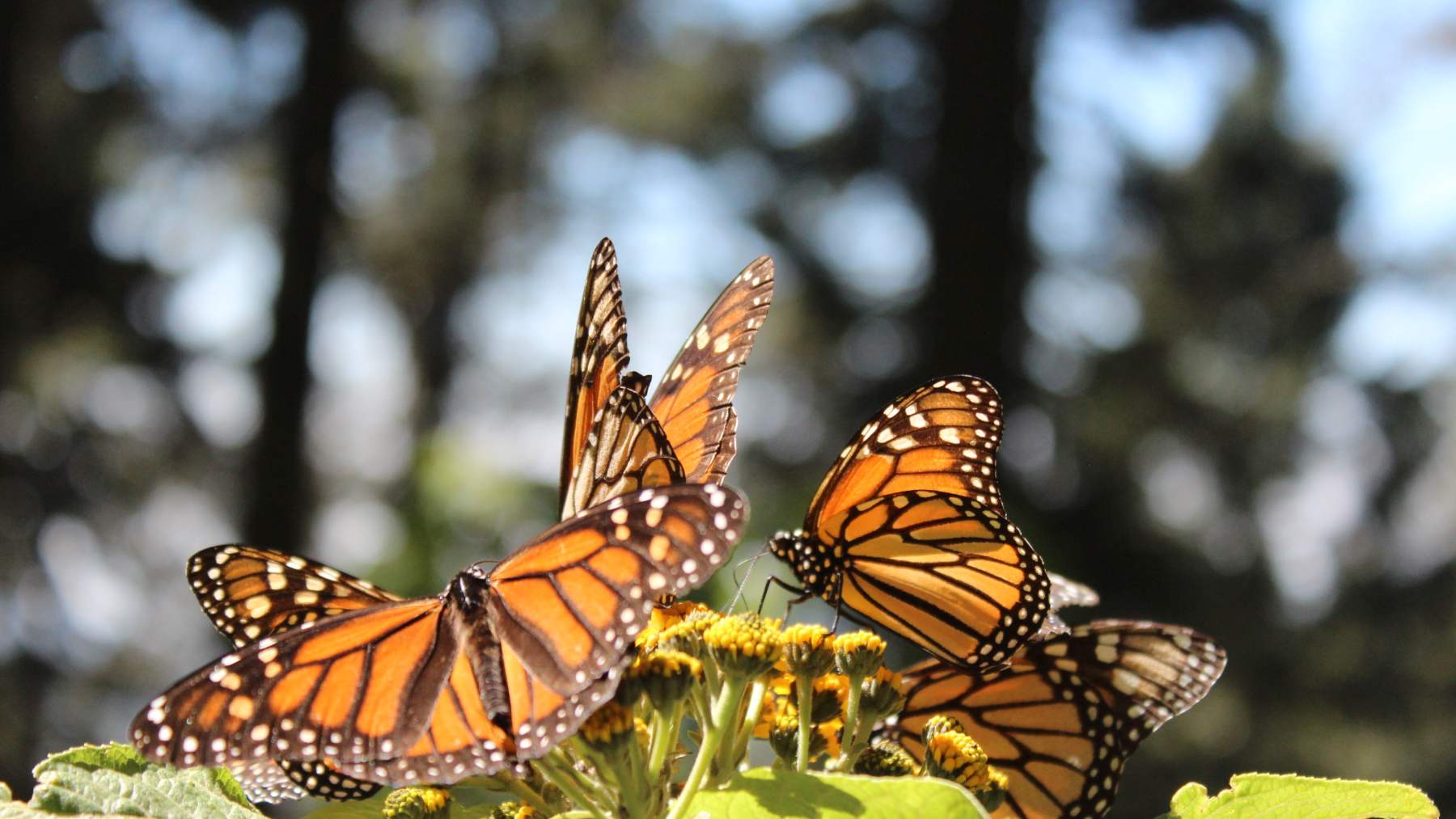 Varias mariposas monarca sobre flores en una reserva de México