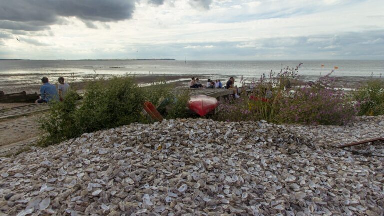 Playa cubierta de conchas de ostra en Whitstable