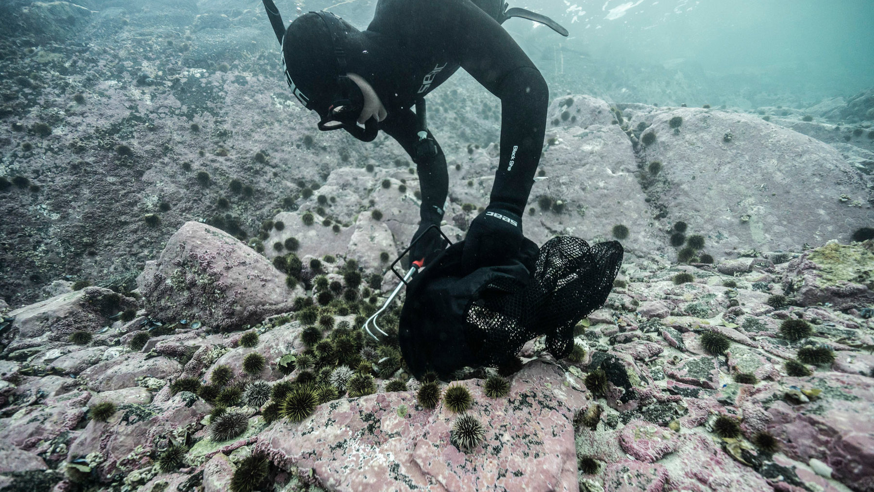 Buceador recogiendo erizos de mar sobre un fondo rocoso sin algas en Noruega