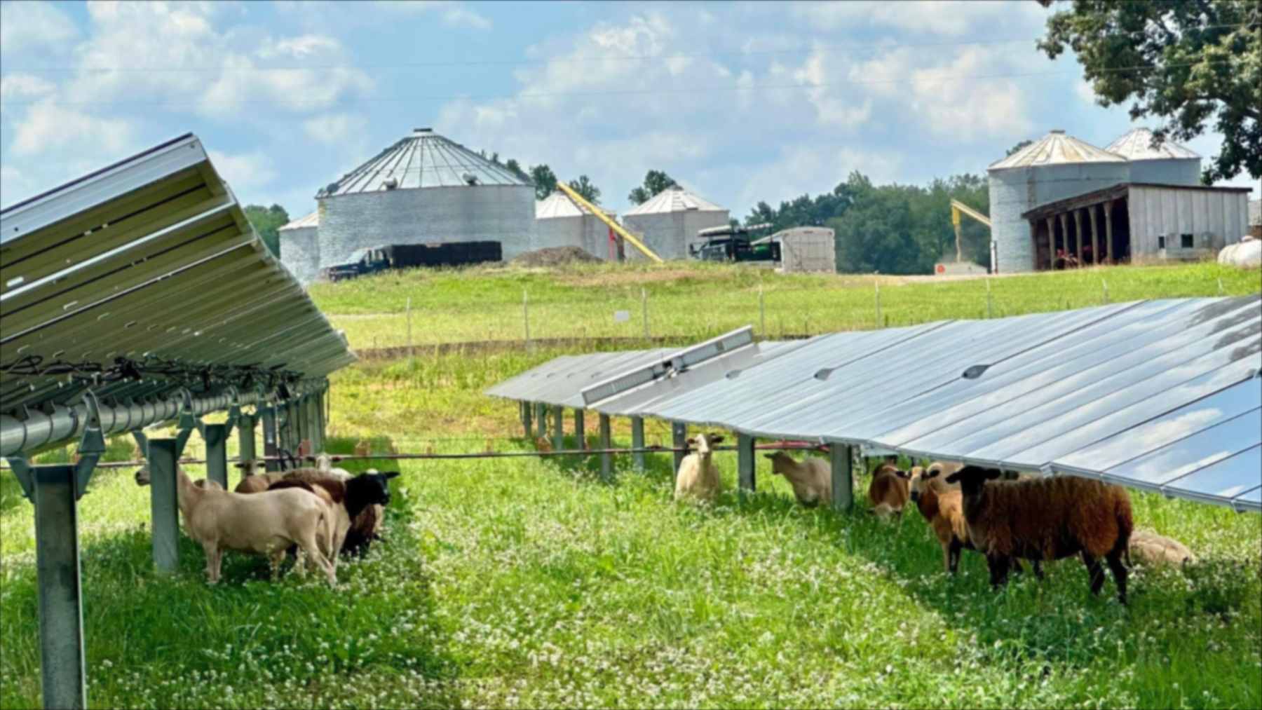 Ovejas pastando entre las filas de paneles de un parque solar