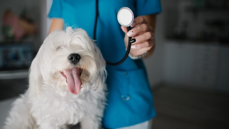 Perro blanco atendido por una veterinaria durante una consulta
