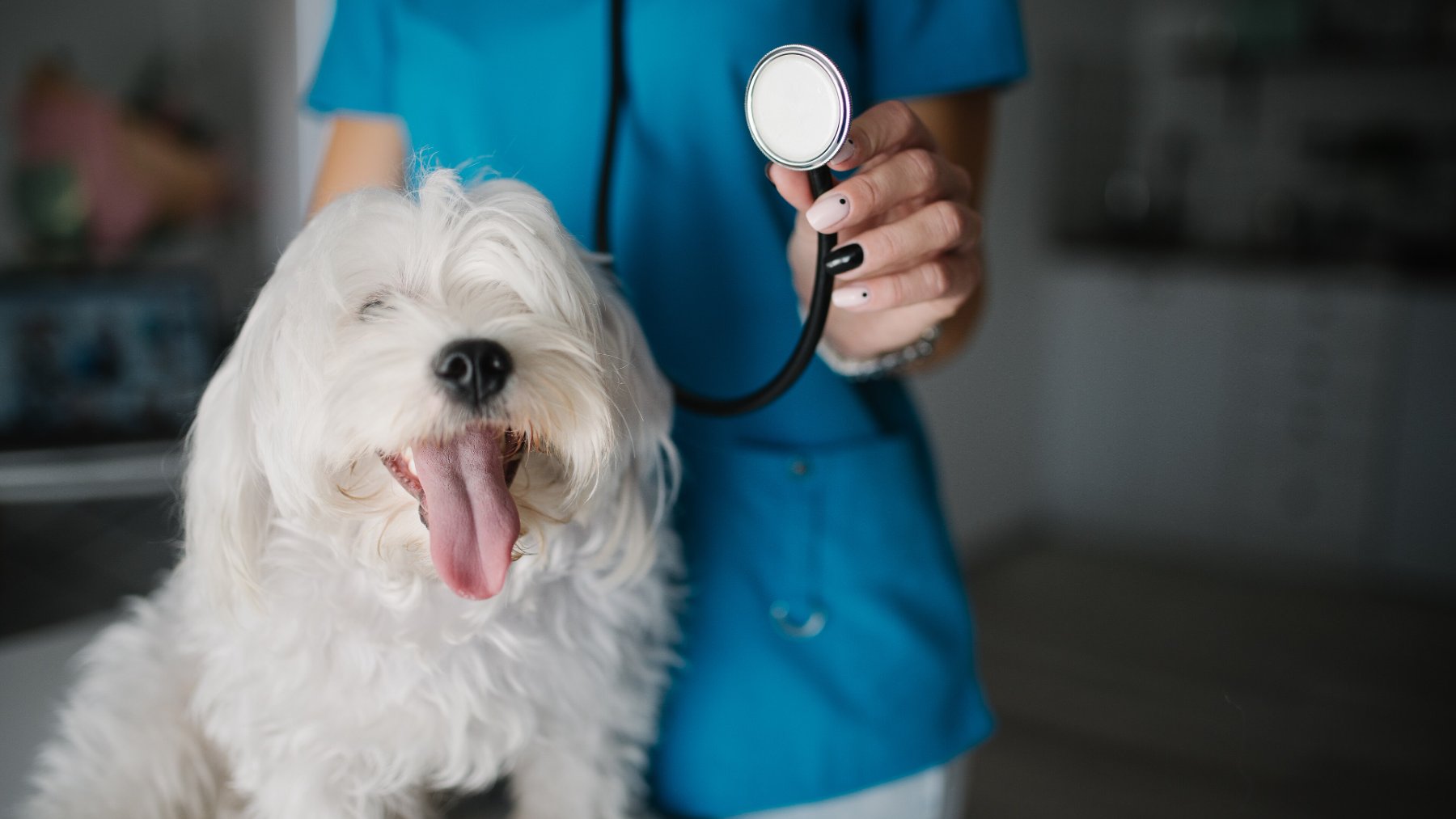Perro blanco atendido por una veterinaria durante una consulta