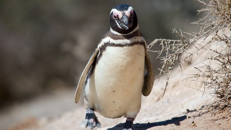 Pingüino de Magallanes caminando sobre la tierra