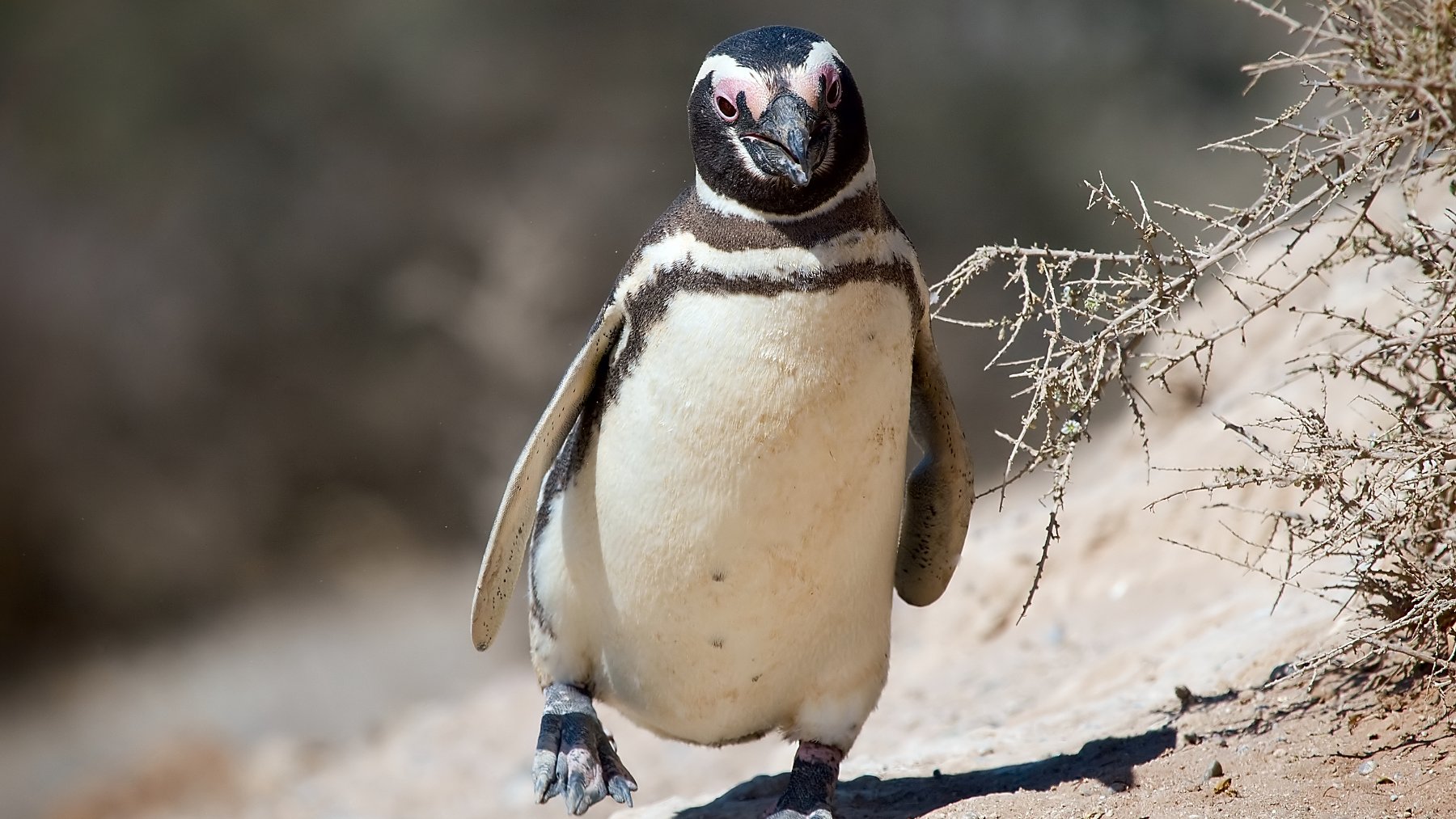 Pingüino de Magallanes caminando sobre la tierra