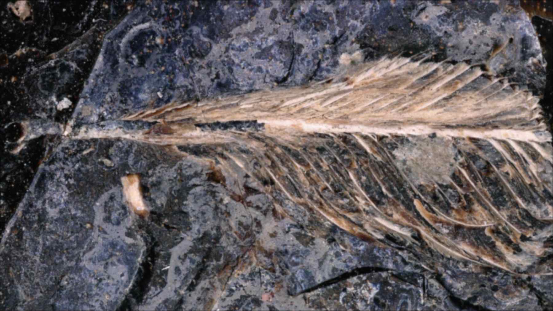 Pluma fosilizada expuesta en la superficie de un excremento fósil de dinosaurio