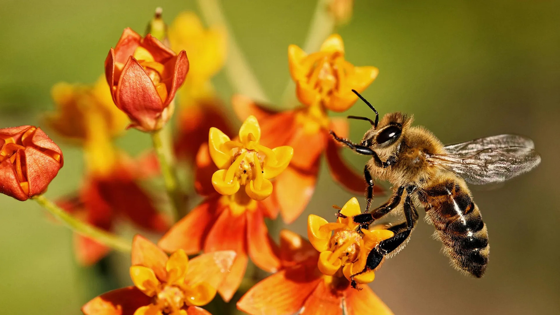 proteger a las abejas mejora las cosechas de alfalfa, castaña y otros cultivos