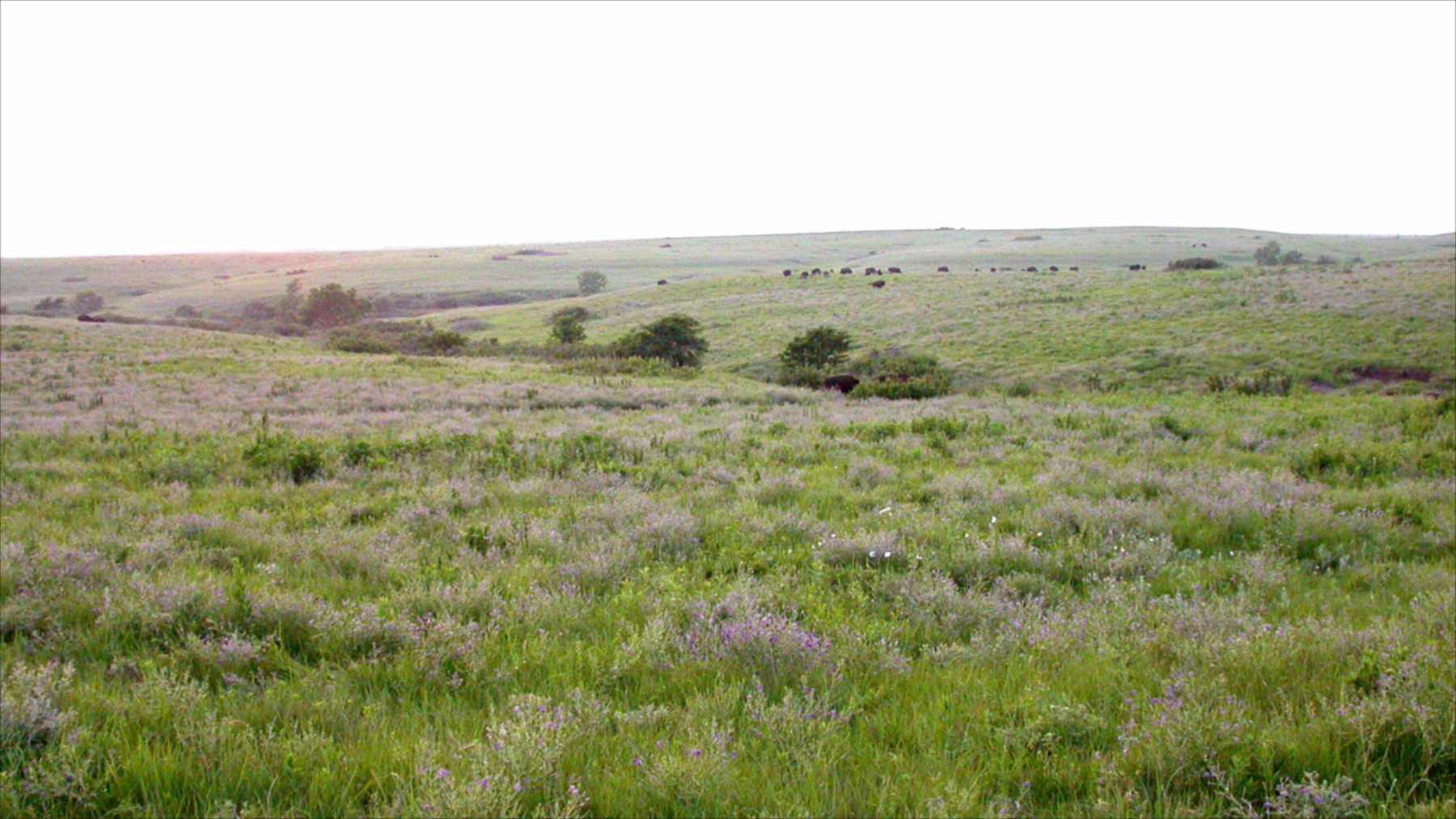 Pradera de hierba alta de Konza, en Kansas, con bisontes al fondo