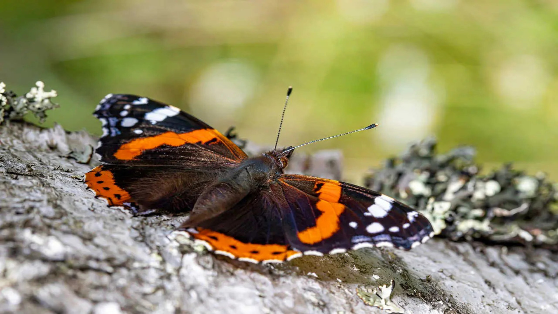 Las políticas de conservación en Europa no lograrían revertir el declive de aves y mariposas