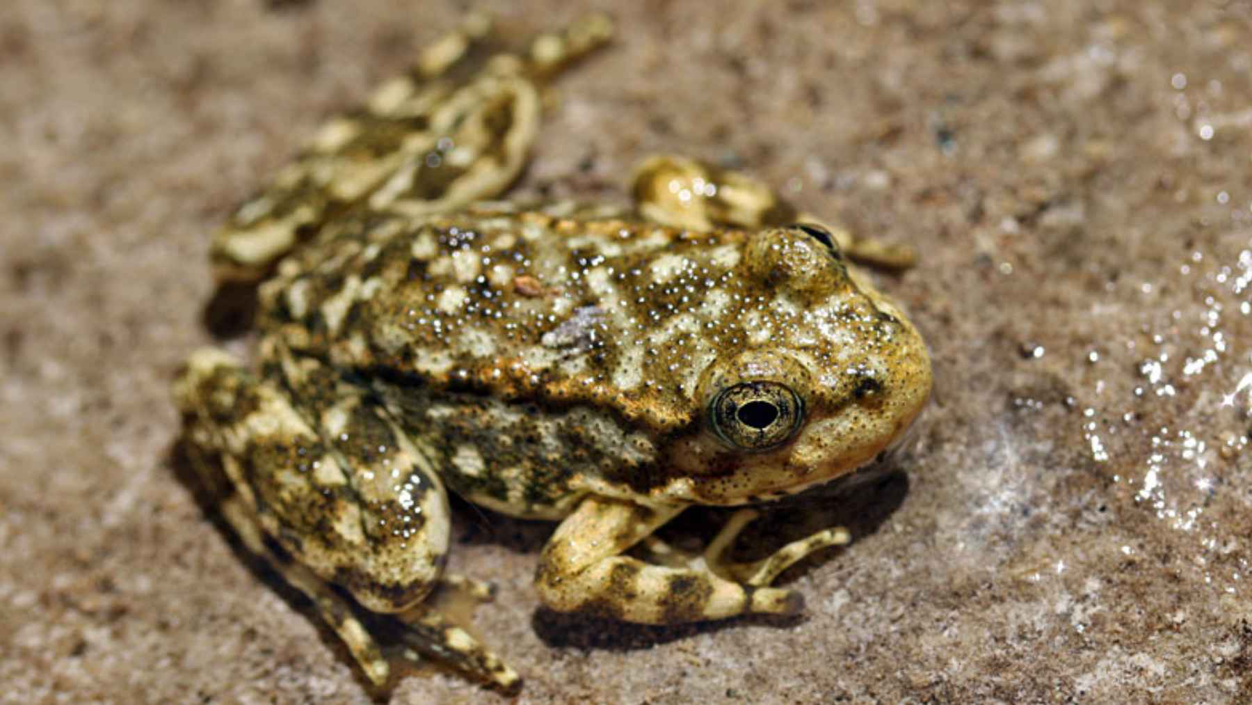 Rana de patas amarillas de montaña sobre suelo húmedo en California