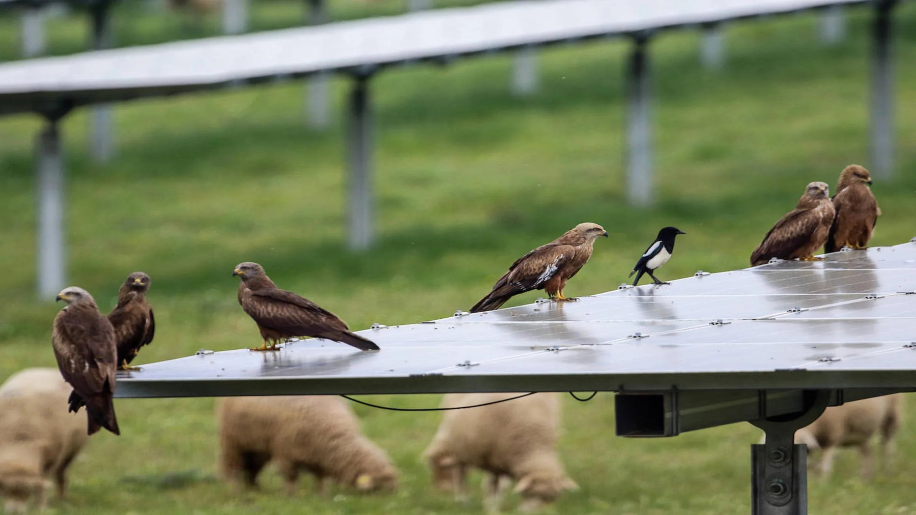 Rapaces en una planta solar: ave posada junto a paneles fotovoltaicos.
