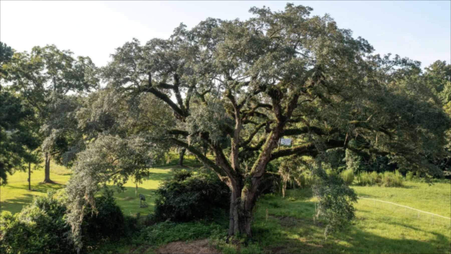 Un gran roble de copa extendida sobre un prado en Eutaw Springs