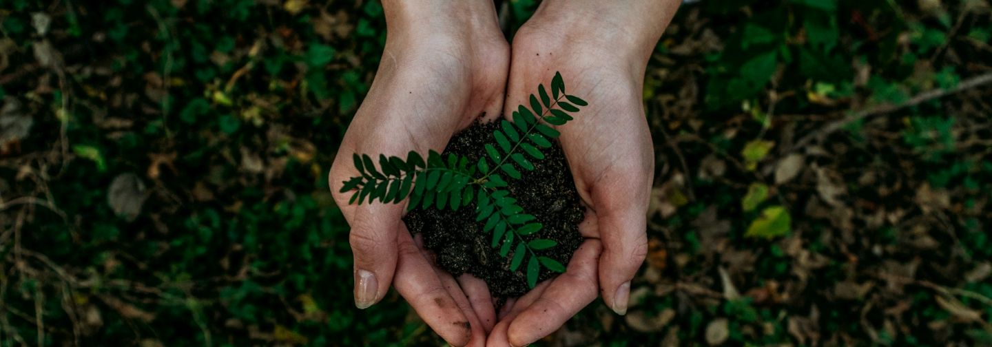 Manos sosteniendo tierra con un brote verde