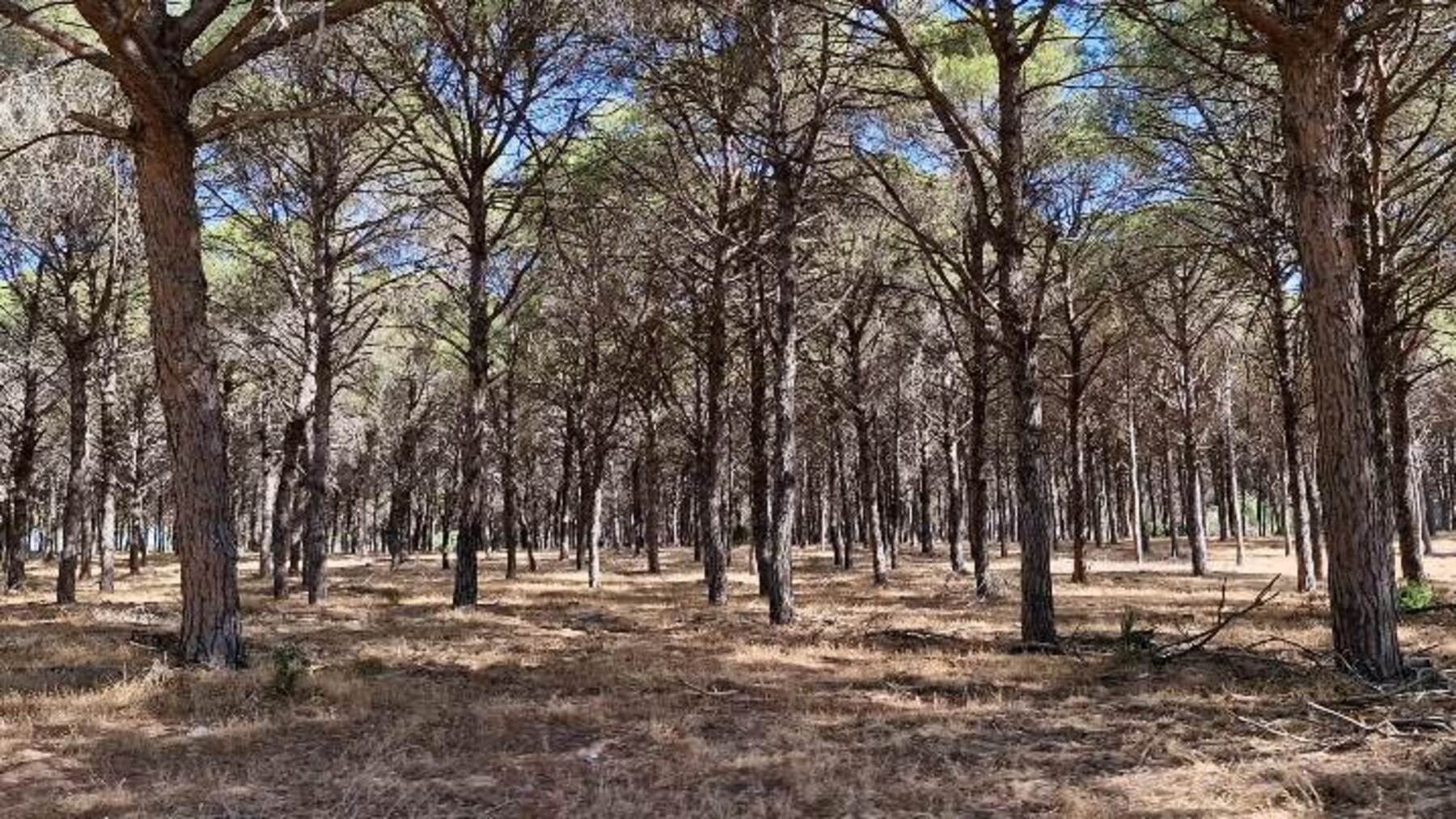 Trabajos forestales de retirada de árboles afectados en el Pinar del Pinto de Hinojos