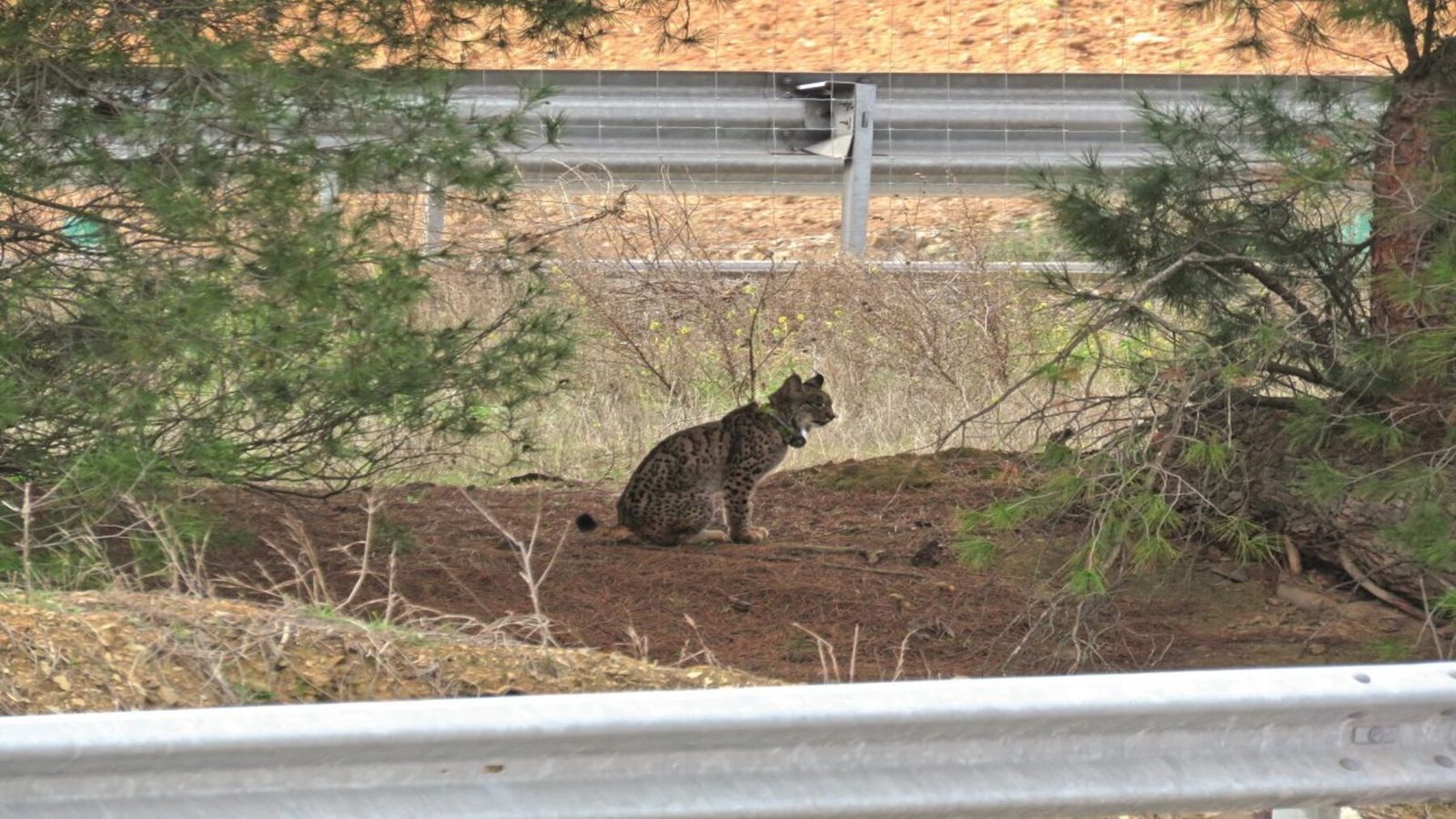 lince ibérico atropellado en una carretera de Ciudad Real