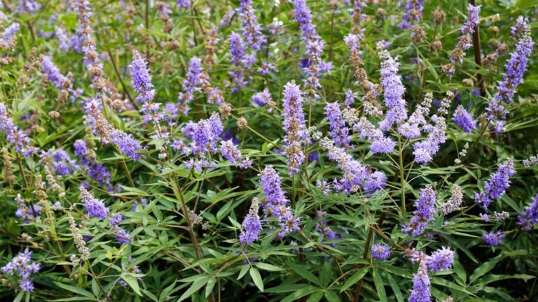 sauzgatillo ecológico de Alicante cultivado para el proyecto Ginevítex