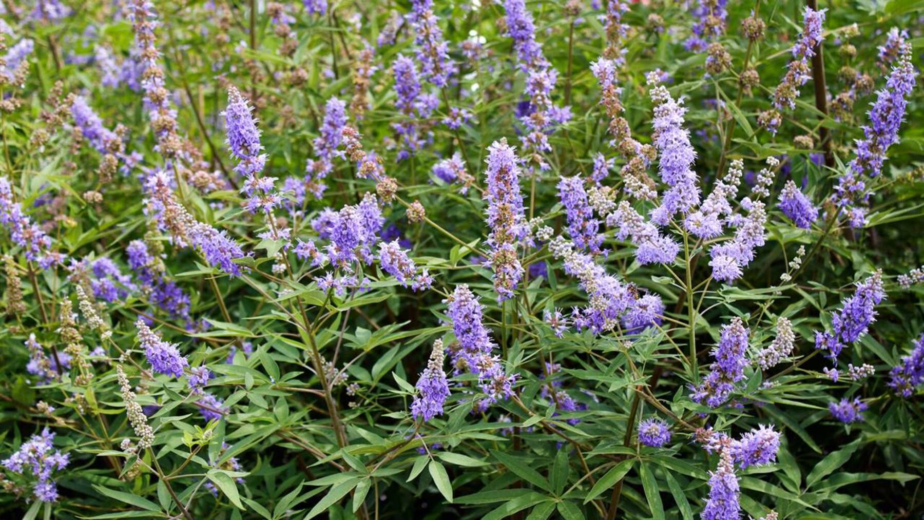 sauzgatillo ecológico de Alicante cultivado para el proyecto Ginevítex