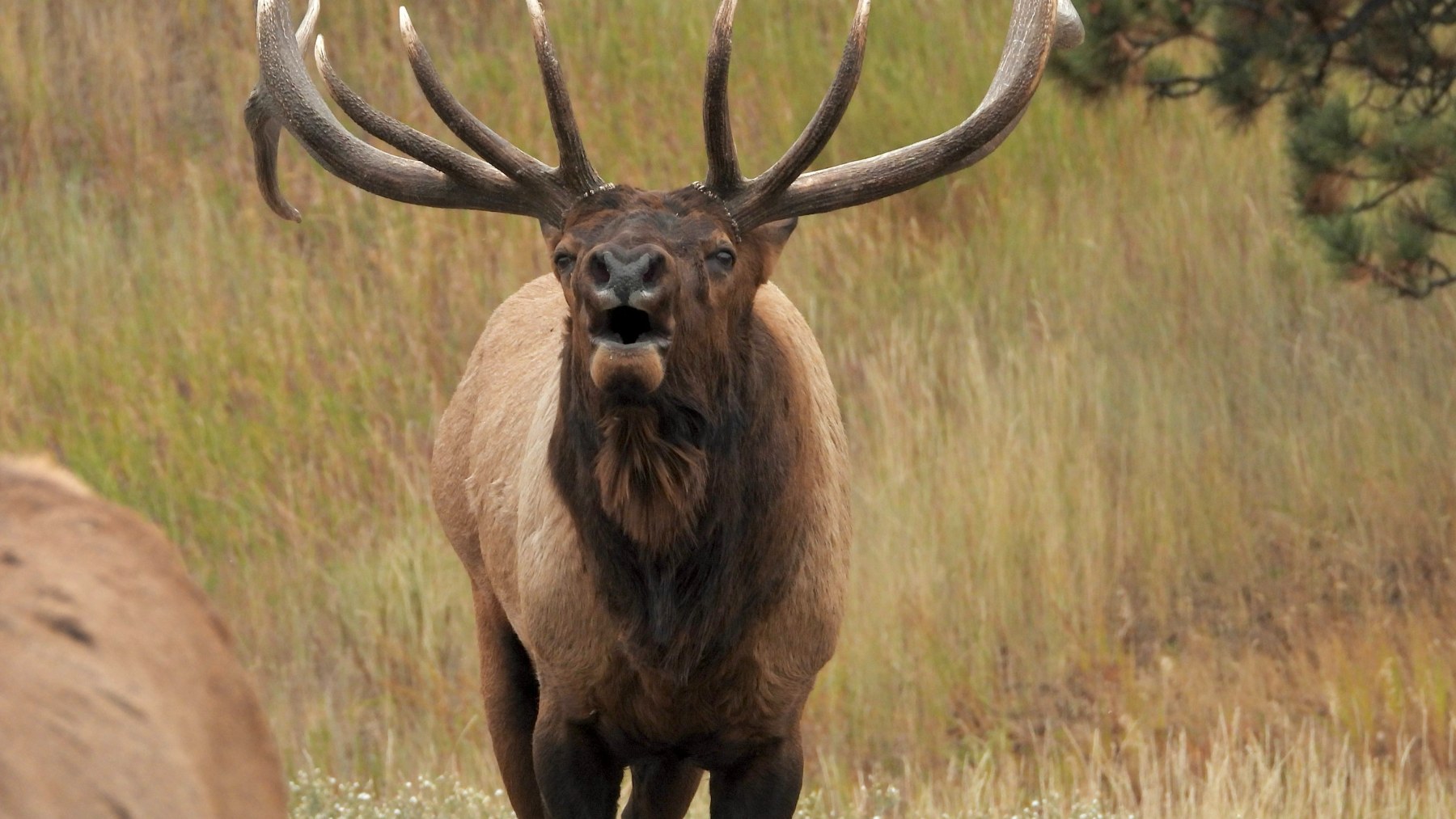 Wapití macho con gran cornamenta bramando en un prado