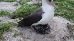 Albatros de Laysan incubando en su nido en el atolón de Midway