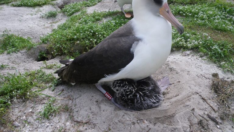 Albatros de Laysan incubando en su nido en el atolón de Midway