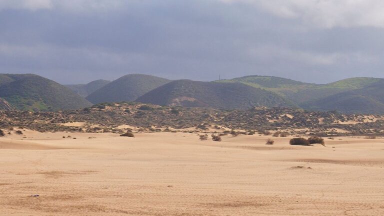 Africanización del monte español: jara que proporciona sombra y refugio a otras plantas