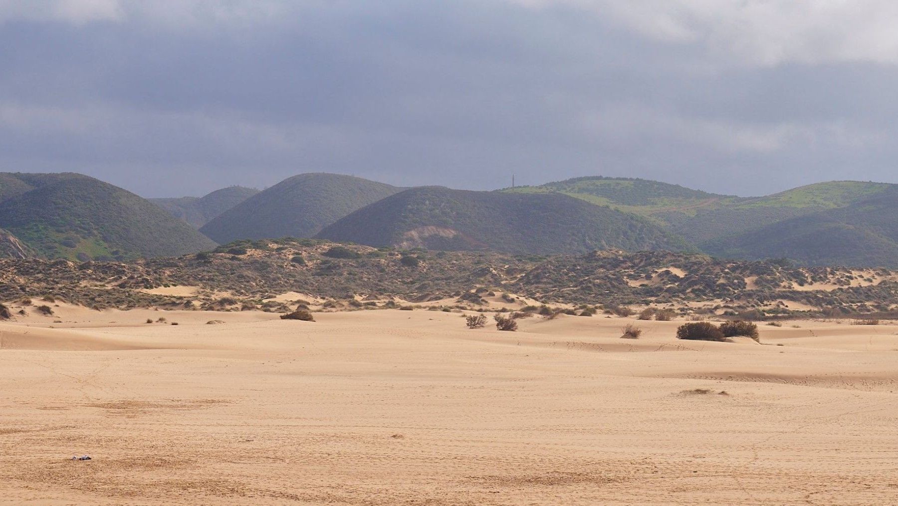 Africanización del monte español: jara que proporciona sombra y refugio a otras plantas
