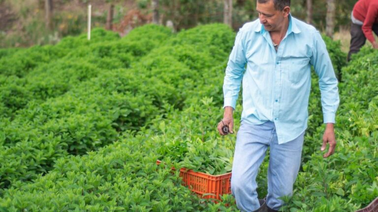 Agricultor recorriendo las hileras de cultivo de una explotación ecológica.