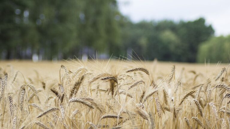 Agricultura sin deforestación en América Latina: cultivo integrado con árboles