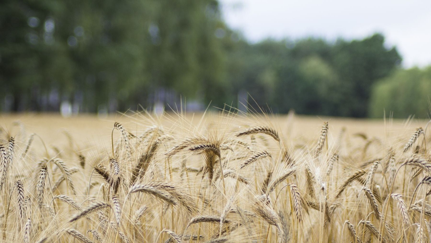 Agricultura sin deforestación en América Latina: cultivo integrado con árboles