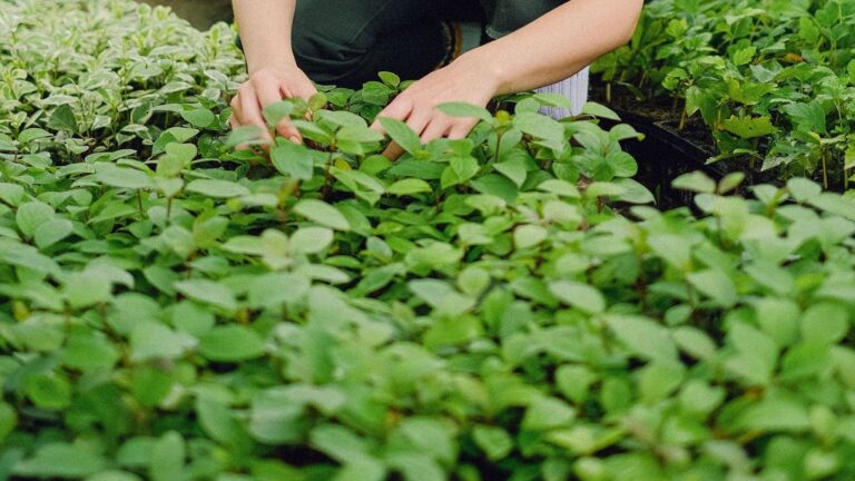 Cultivos ecológicos en Canarias vinculados a la agroecología