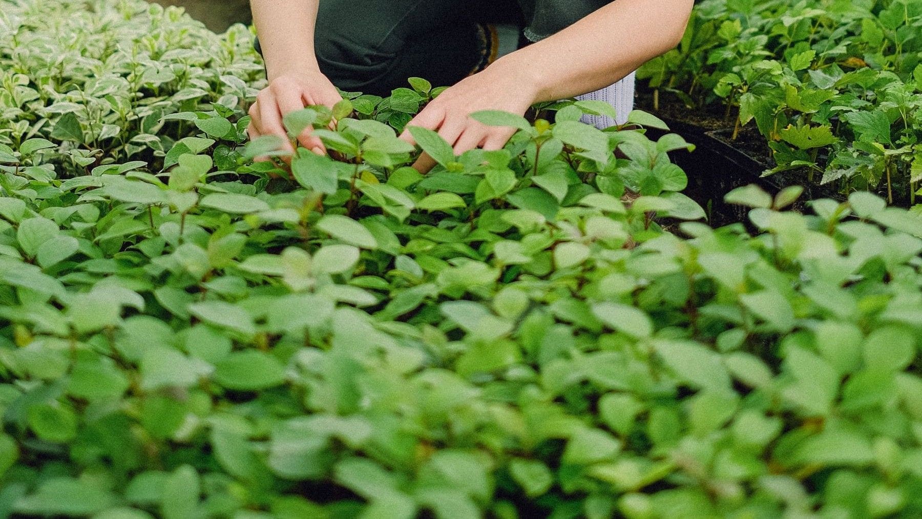 Cultivos ecológicos en Canarias vinculados a la agroecología