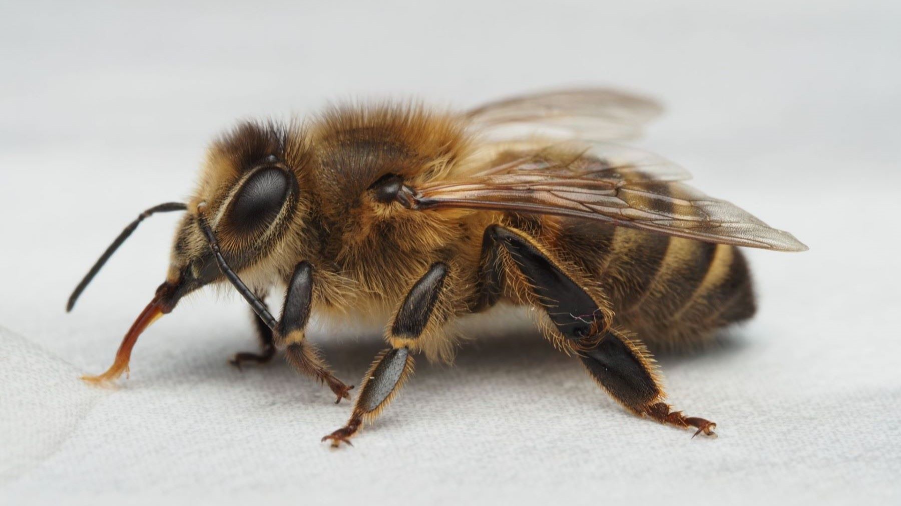 Detalle del aguijón de abeja melífera utilizado para estudiar su mecanismo de inyección de veneno