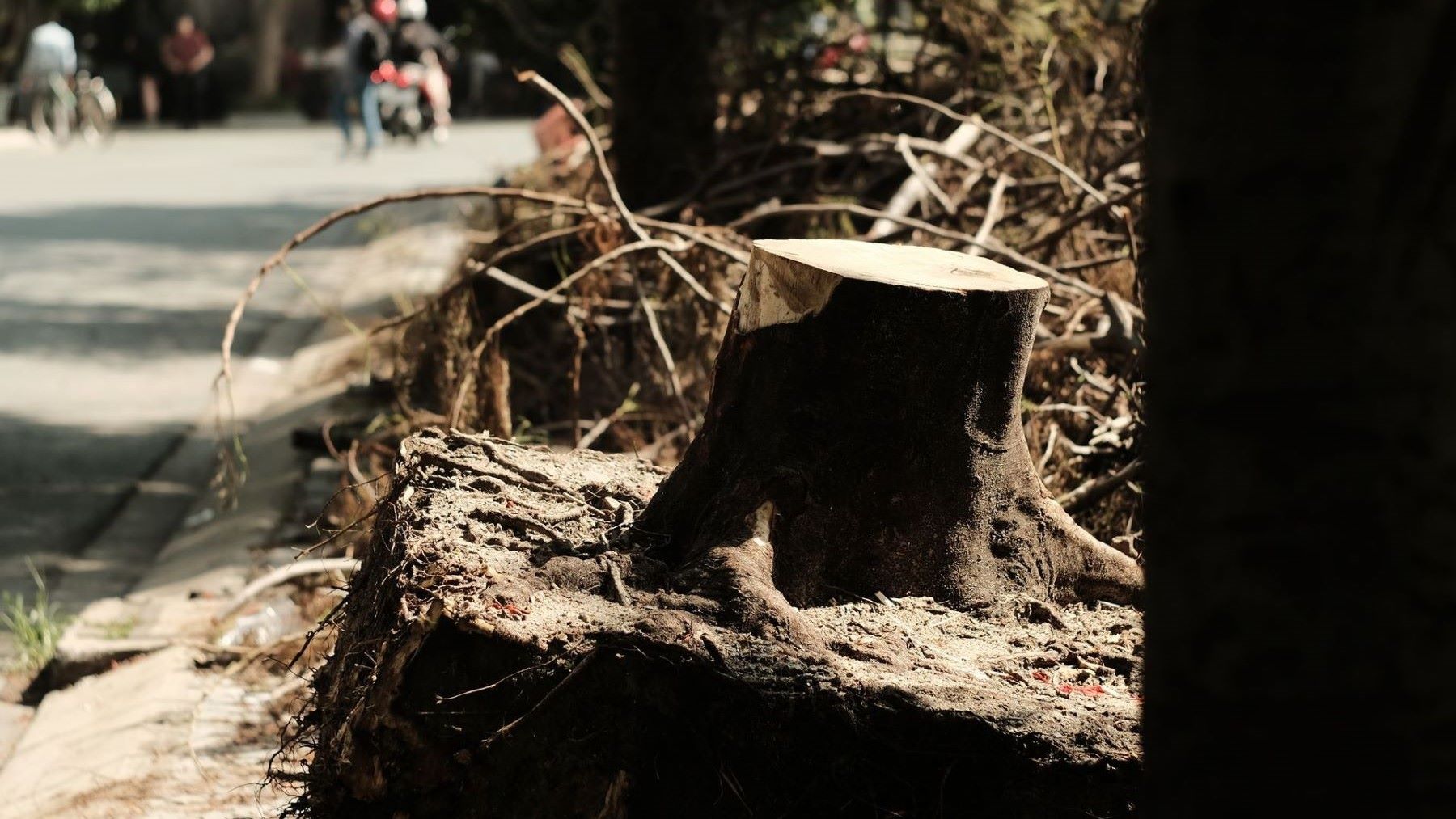 Árbol del arbolado urbano con un alcorque estrecho rodeado de pavimento