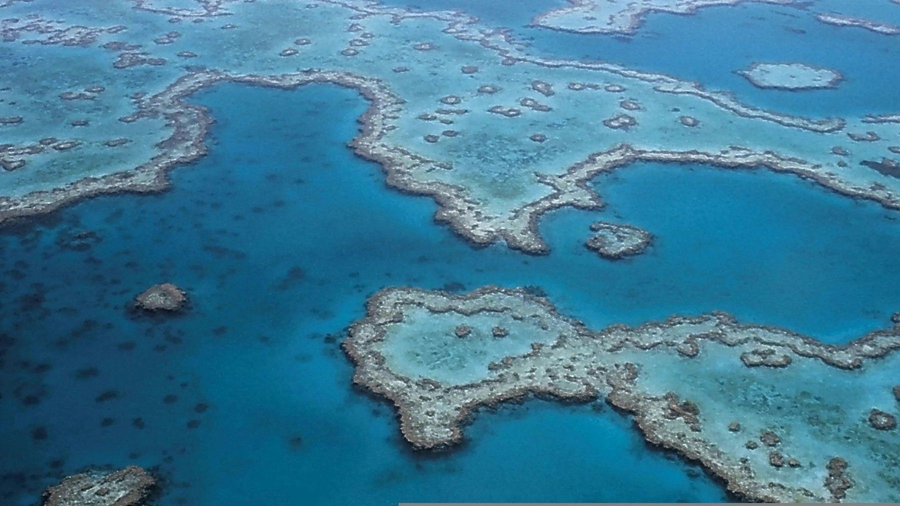 Arrecifes de coral de aguas cálidas amenazados por el calentamiento del océano