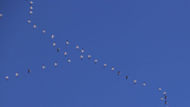 Atlas de Migración de SEO/BirdLife sobre los desplazamientos de las aves en España
