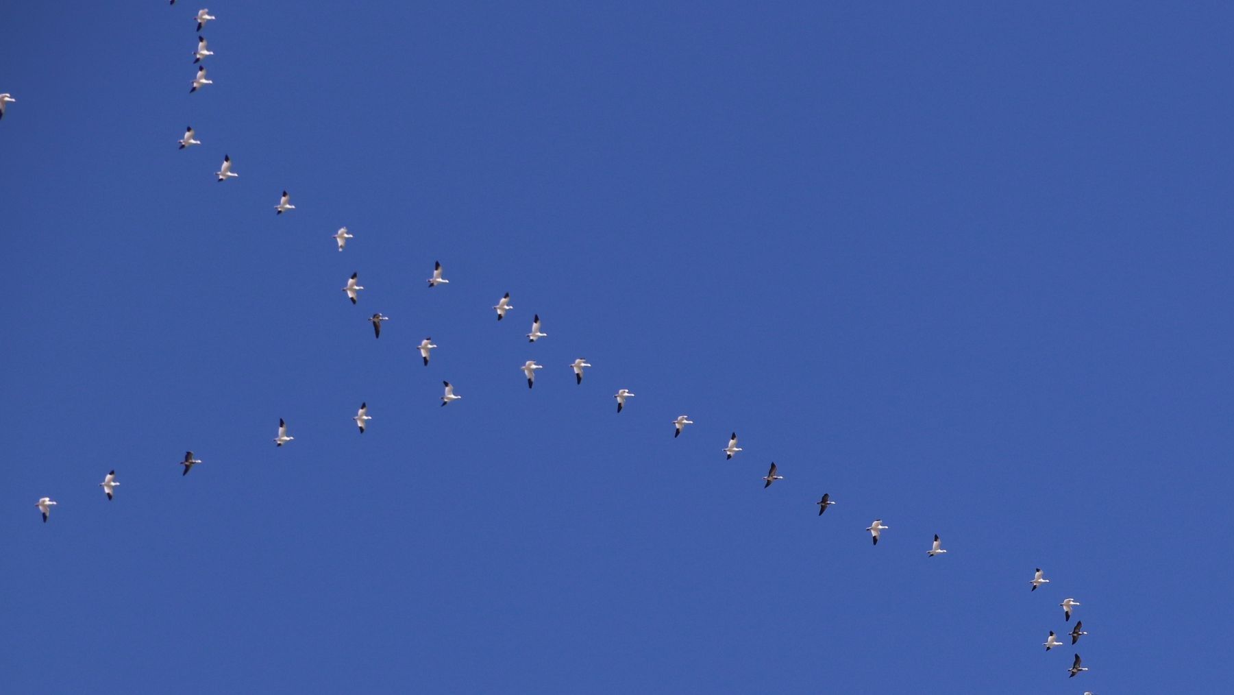 Atlas de Migración de SEO/BirdLife sobre los desplazamientos de las aves en España