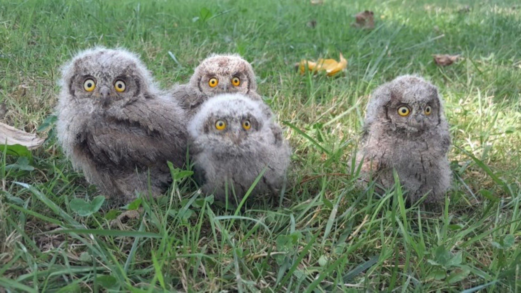 Pollos de autillo europeo en Santander dentro de la caja-nido observada por una cámara de SEO/BirdLife