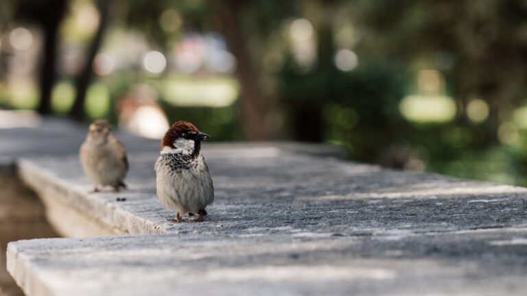 Gorrión común en un parque, una de las aves urbanas mejor valoradas por los participantes del estudio