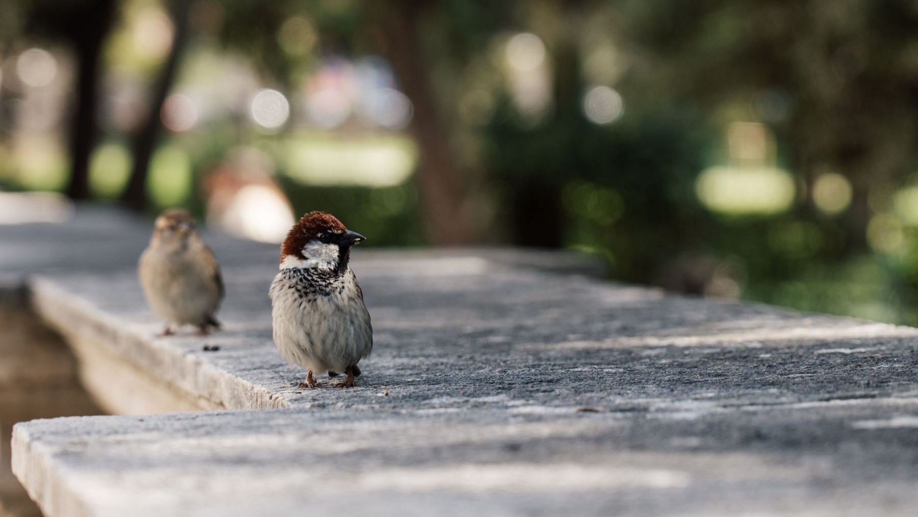 Gorrión común en un parque, una de las aves urbanas mejor valoradas por los participantes del estudio