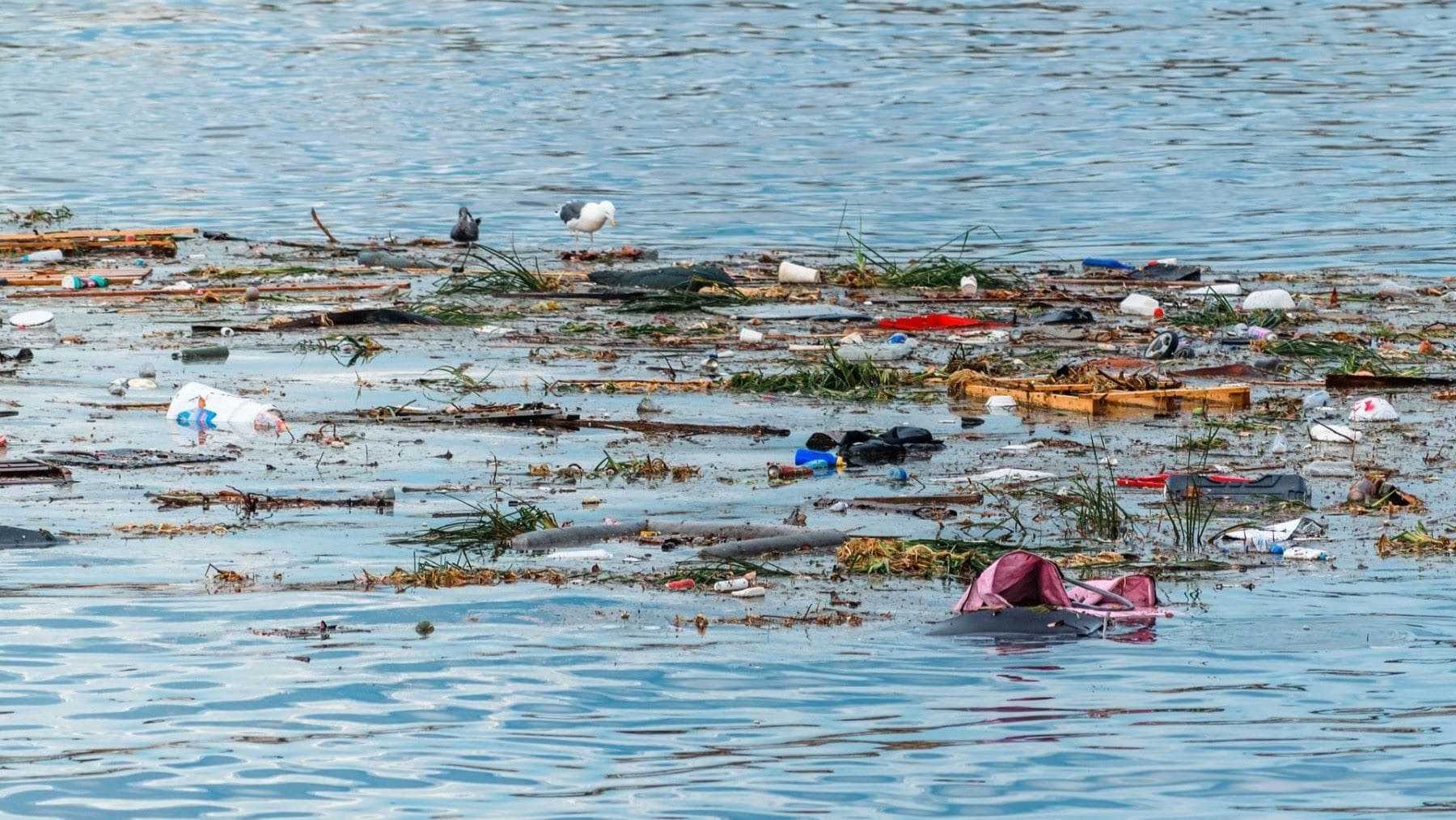 Residuos plásticos flotantes durante un muestreo de basura marina en aguas de Canarias.