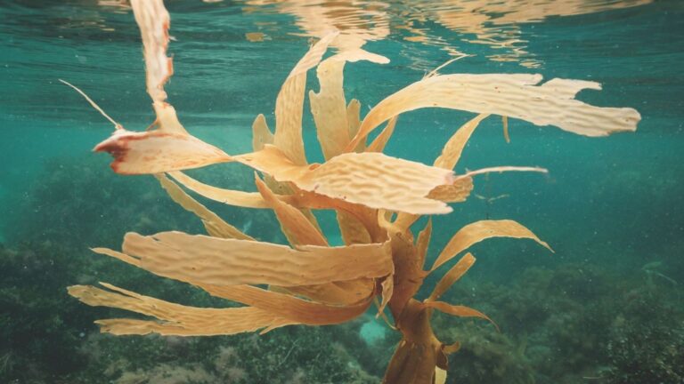 Algas marinas utilizadas como materia prima para elaborar bioestimulantes de algas destinados a cultivos.