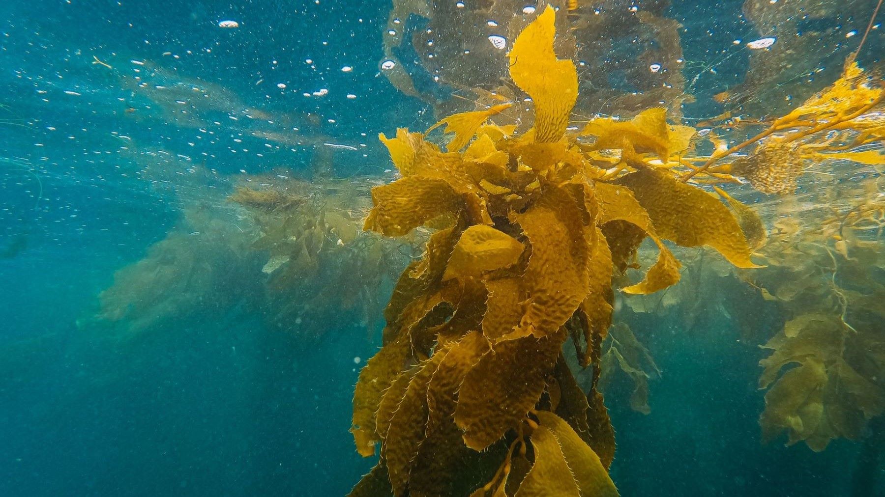 Bosques de algas de la Patagonia chilena que ofrecen alimento y refugio a la fauna marina