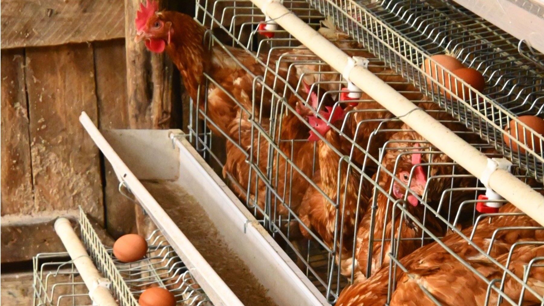Gallinas ponedoras en una explotación avícola, imagen de contexto del brote de salmonela.