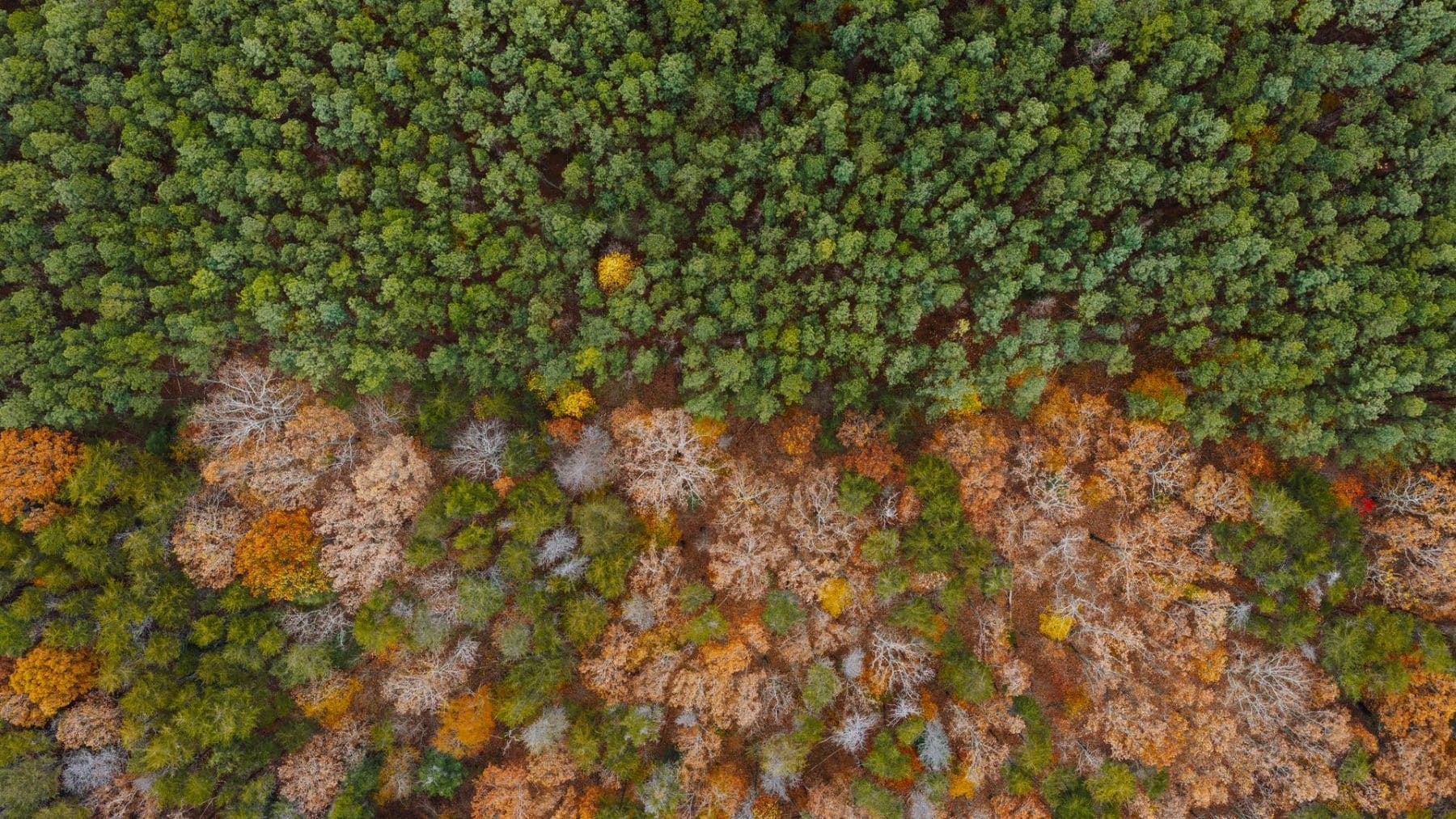 COP17 de biodiversidad en Ereván para evaluar las metas de protección de la naturaleza