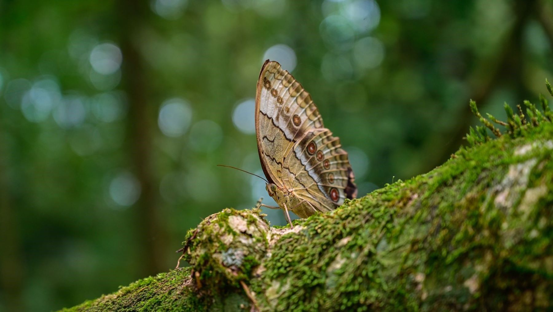 Delegaciones reunidas en la sesión inaugural de la COP17 de biodiversidad en Ereván