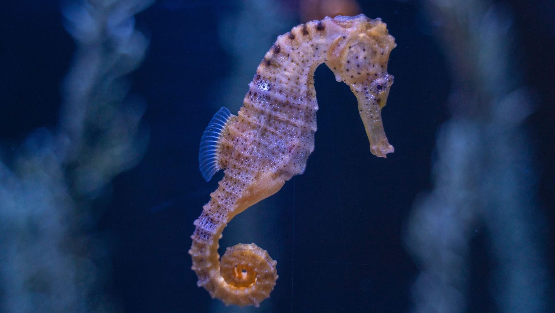 Caballito de mar de hocico largo, Hippocampus guttulatus, en su hábitat natural