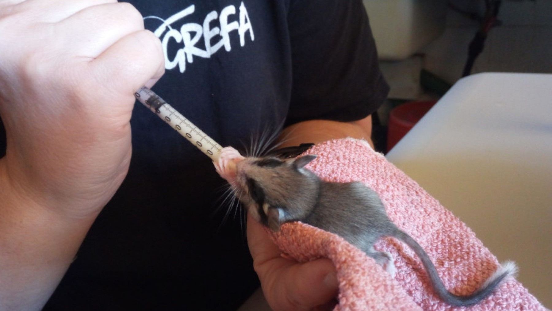 Atención veterinaria a un animal silvestre en centros de recuperación de fauna